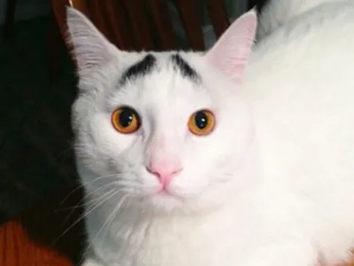 Кот, ставший знаменитым благодаря своим необычным бровям (ВИДЕО)