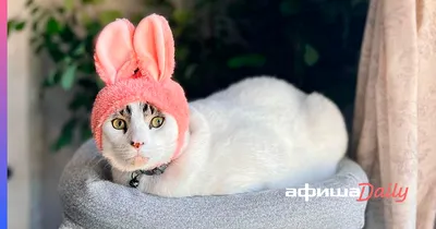 20 кошек с необычным окрасом - YouLoveIt.ru