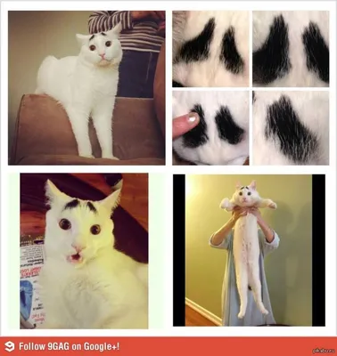 Кот с необычным окрасом — Сквид с «бровями» — влюбил в себя пользователей  соцсетей - Афиша Daily