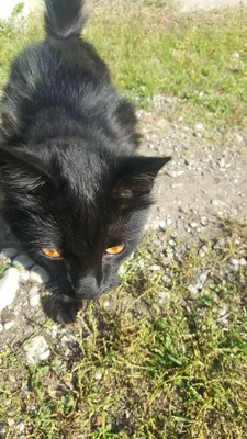 злобный напуганный кот с пухлыми бровями. опасный питомец Стоковое Фото -  изображение насчитывающей рассержено, страшно: 244000110
