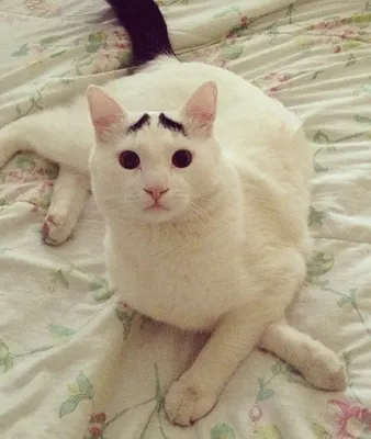 Кот с «бровями» стал интернет-сенсацией