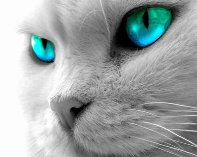 Миша кот с голубыми глазами и …» — создано в Шедевруме