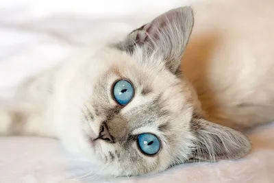 Мягкая игрушка котенок черный из меха норки Любомур с голубыми  глазамиКупить мягкая игрушка котенок черный из меха норки любомур с голубыми  глазами онлайн