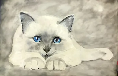 белая кошка с голубыми глазами возле розовых цветов, картинки красивых  кошек, кошка, домашний питомец фон картинки и Фото для бесплатной загрузки