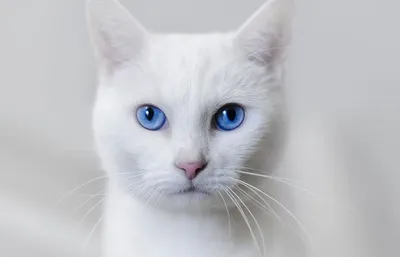 Белый кот с голубыми глазами , …» — создано в Шедевруме