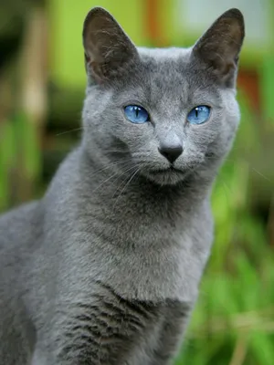 Серый кот, с голубыми глазами» — создано в Шедевруме