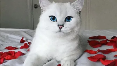 Love 💕 Белая кошка с голубыми глазами | Cat 🐱 | Белые кошки, Шотландская  вислоухая кошка, Кошки