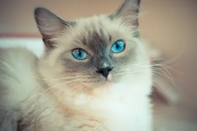 Голубоглазые кошки — 10 лучших пород с описанием и фото