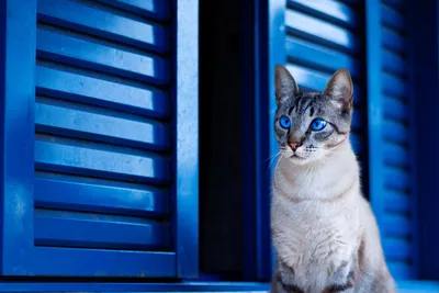Серый котенок с голубыми глазами - 68 фото