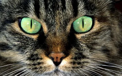 Черный кот с зелеными глазами on Craiyon