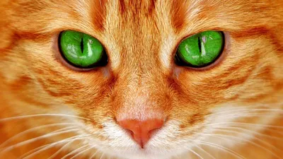 Черный кот с зелёными глазами» — создано в Шедевруме