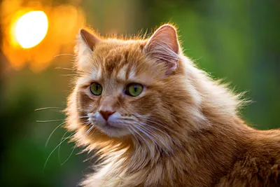 Рыжий кот с зелеными глазами порода - картинки и фото koshka.top