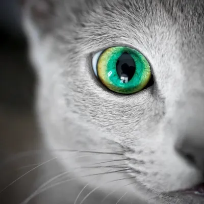 Кот с зелеными глазами | Зеленые глаза, Кошачий глаз, Котята