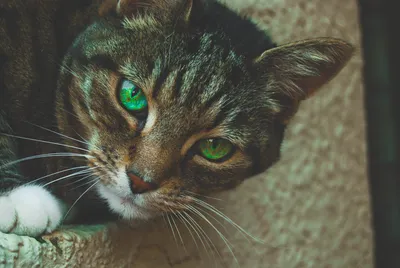 Серый большой кот с зелёными глазами на улице Stock Photo | Adobe Stock