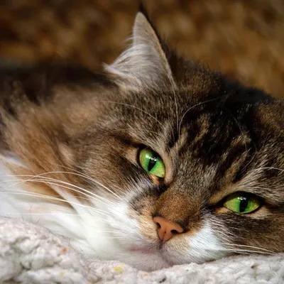 Рыжий кот с зелеными глазами - 79 фото