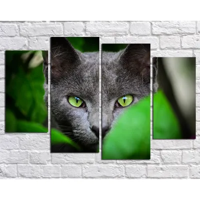 Кот Похмелье Зеленые Глаза Морда - Бесплатное фото на Pixabay - Pixabay