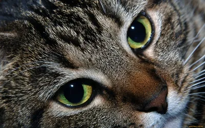 Кот с зелеными глазами, ultraviolet…» — создано в Шедевруме