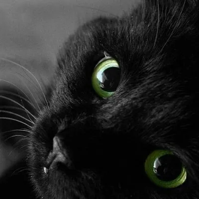 Портрет домашнего кота с зелеными глазами. Кот пушистый, серый, красивые  глаза. Портрет кота крупно фотография Stock | Adobe Stock