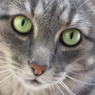 Кошка с зелеными глазами - обои для рабочего стола, картинки, фото