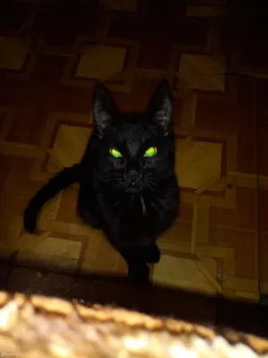 Черный котенок с зелеными глазами - 91 фото