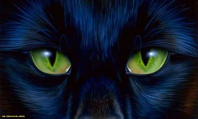 кот с зелеными глазами Stock Photo | Adobe Stock