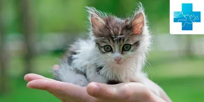 Как приучить кота к новому дому - советы по адаптации Purina ONE®