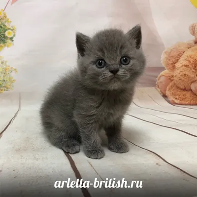 Что представляет собой котёнок в 1 месяц? - Питомник британских кошек  Arletta British