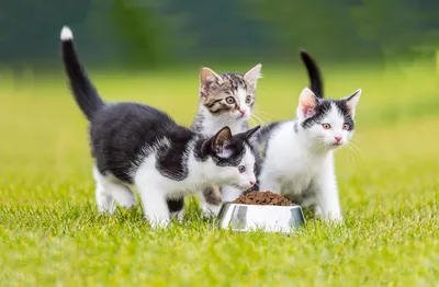 Что нужно знать до покупки котенка мейн-куна? | Мейн-куны из Kotoamatsukami  | Дзен