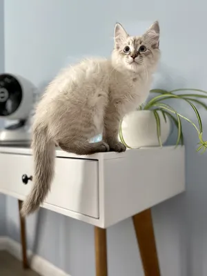 Рыжий котенок (Мальчик - 1,5 месяца) - Доска бесплатных объявлений Mur.tv