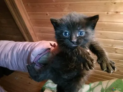 Котёнок 5 месяцев девочка — купить в Красноярске. Кошки, котята на  интернет-аукционе Au.ru