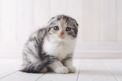 Мейн-кун котята 1 месяц - YouTube