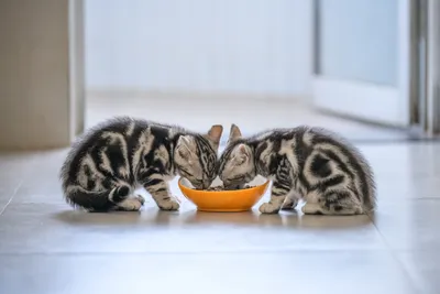 Чем кормить шотландского котенка [15 советов]
