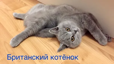 Чем кормить шотландского котенка [15 советов]