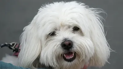 Котон-де-тулеар собака: фото, характер, описание породы