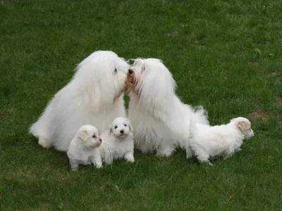 Котон де Тулеар - белоснежные, почти игрушечные собачки | Soba4nik.ru | Дзен