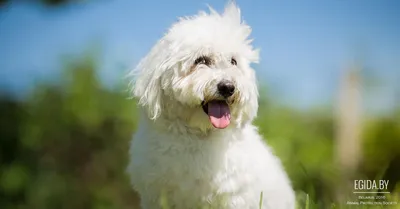 Котон де Тулеар (Coton de tulear) (Породы собак) мадагаскарский бишон,  породы бишонов, мальтийская болонка, бишон фризе, бишон фото, бишон купить  Энциклопедия о животных EGIDA.BY