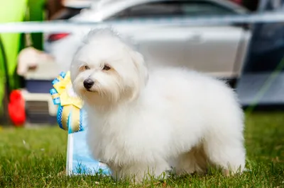 Котон де Тулеар Coton de Tulear