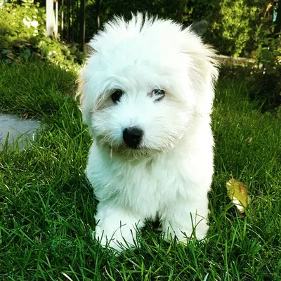 Котон де тулеар / Coton de Tulear - PetsPoint.ru