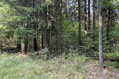 КП Пушкинский лес - дома и участки в хвойном лесу.