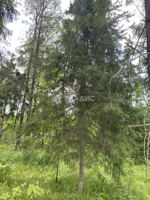 Пушкинский лес