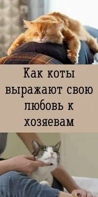 Коты любовь 365 (id 110319077), купить в Казахстане, цена на Satu.kz