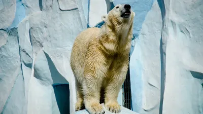 Медведь 🐻, голова белого медведя …» — создано в Шедевруме