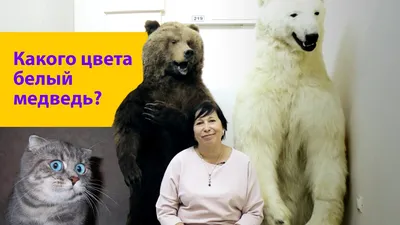 Белый медведь (Ursus maritimus) — Зоопарк «Лимпопо» г. Нижний Новгород –  Нижегородский зоопарк