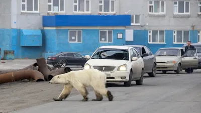 В Московском зоопарке объяснили темные пятна на лапах медведя Диксона |  ОБЩЕСТВО | АиФ Красноярск