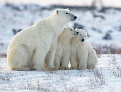 Белый медведь Ursus maritimus Государственный Дарвиновский музей