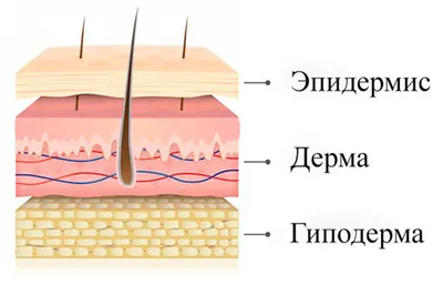 Что важно знать о здоровье и молодости кожи - 20 фактов