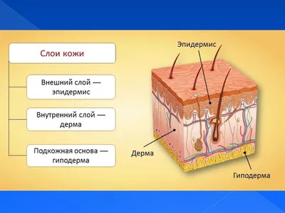 Кожа картинки человека - 75 фото