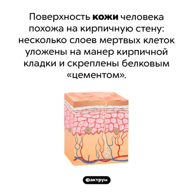 Сухая кожа лица: как понять и как ухаживать