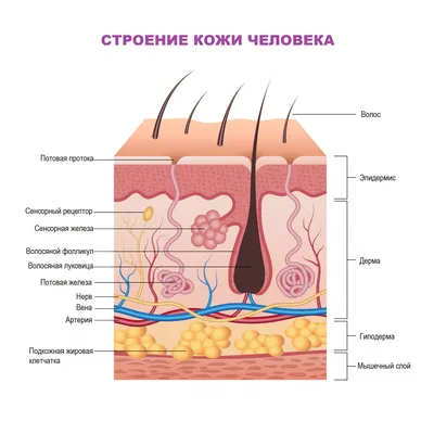 Обезвоженная кожа лица: рекомендации по уходу за обезвоженной кожей | Блог  Academieshop