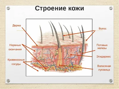 Кожа картинки человека - 75 фото